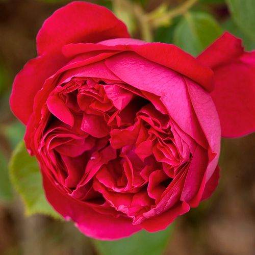 E-commerce, vendita, rose, in, vaso rose climber - rosso - Rosa Eric Tabarly® - rosa intensamente profumata - Alain Meilland - ,-